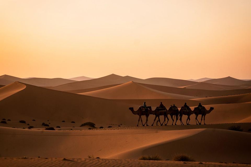 Camel caravan in the Gobi
